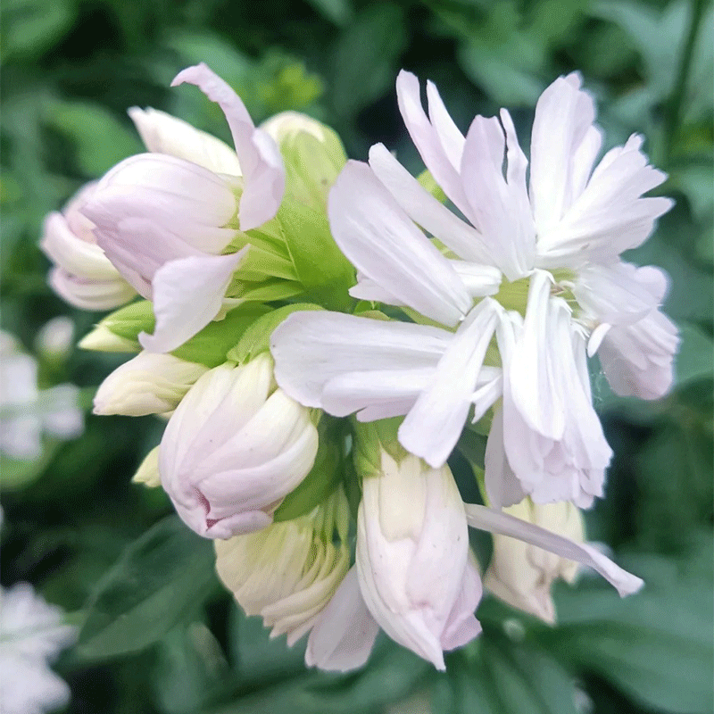 Soapwort