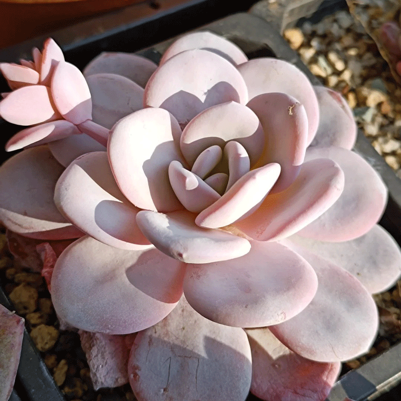 ✨Rare Succulent🪴Echeveria laui🌸50% OFF