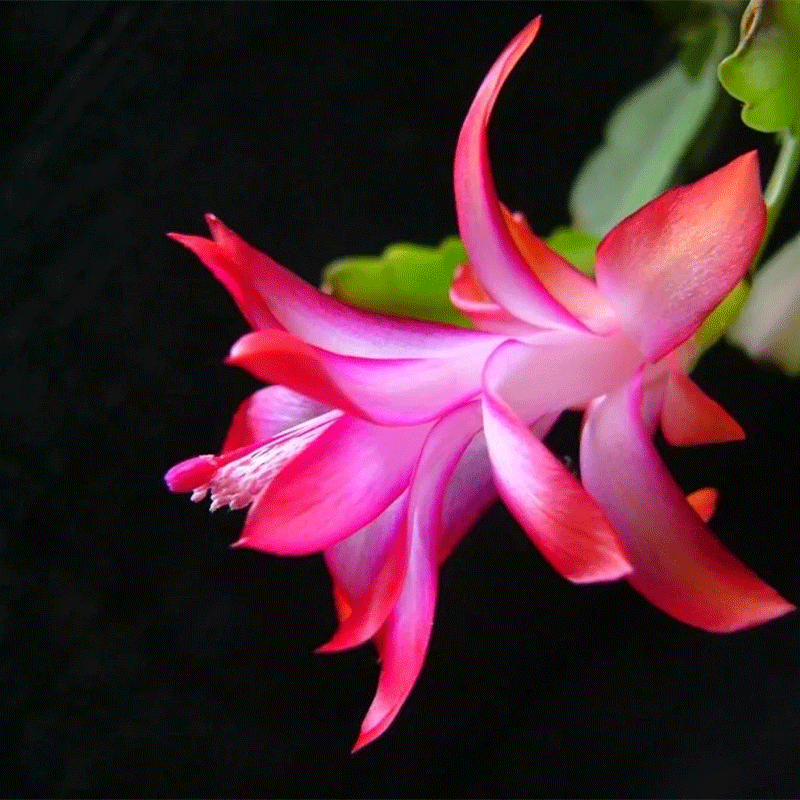 🩷 Festive Blooms🌵The Unique Thanksgiving Cactus🌺