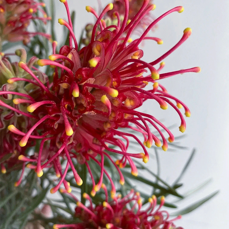 Banks' Grevillea