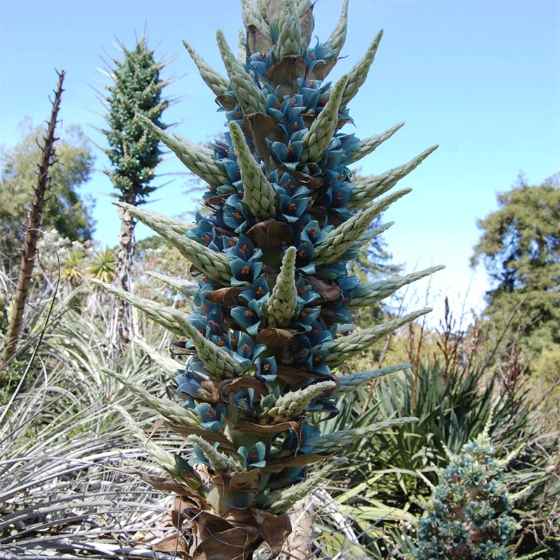 Puya alpestris
