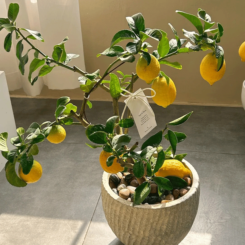 Lemon Bonsai Tree