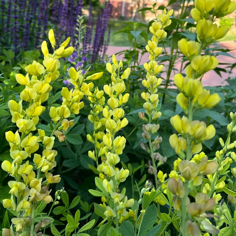 Baptisia