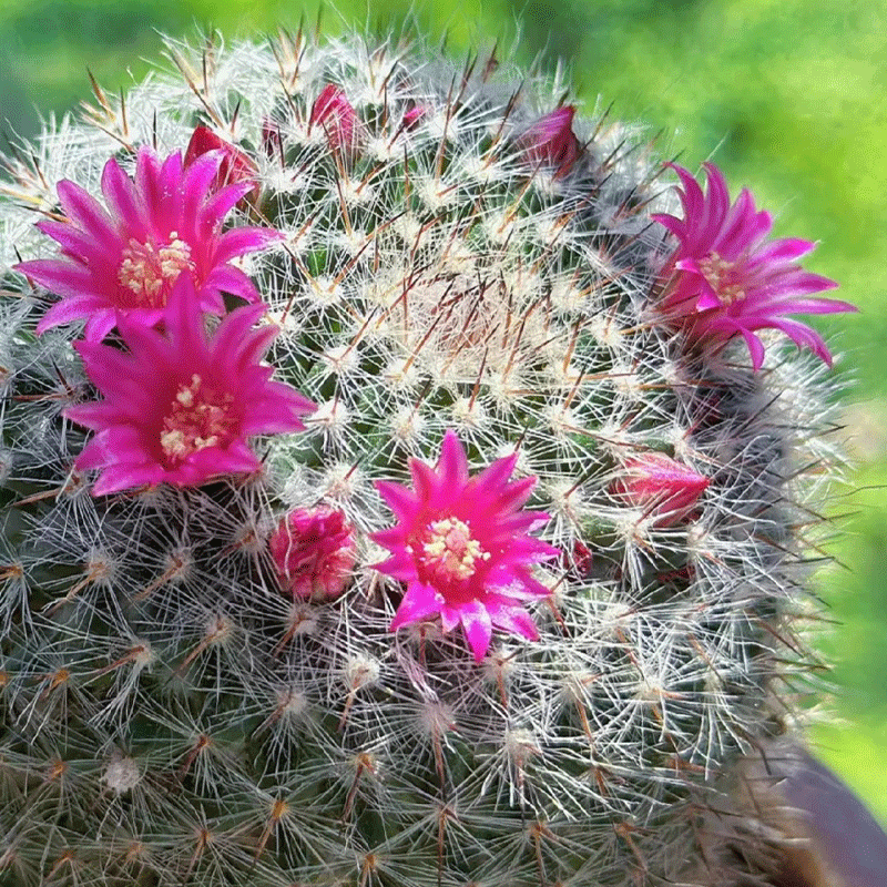🪄Charming Cactus🌵Old-lady Pincushion🪴30% OFF🌱