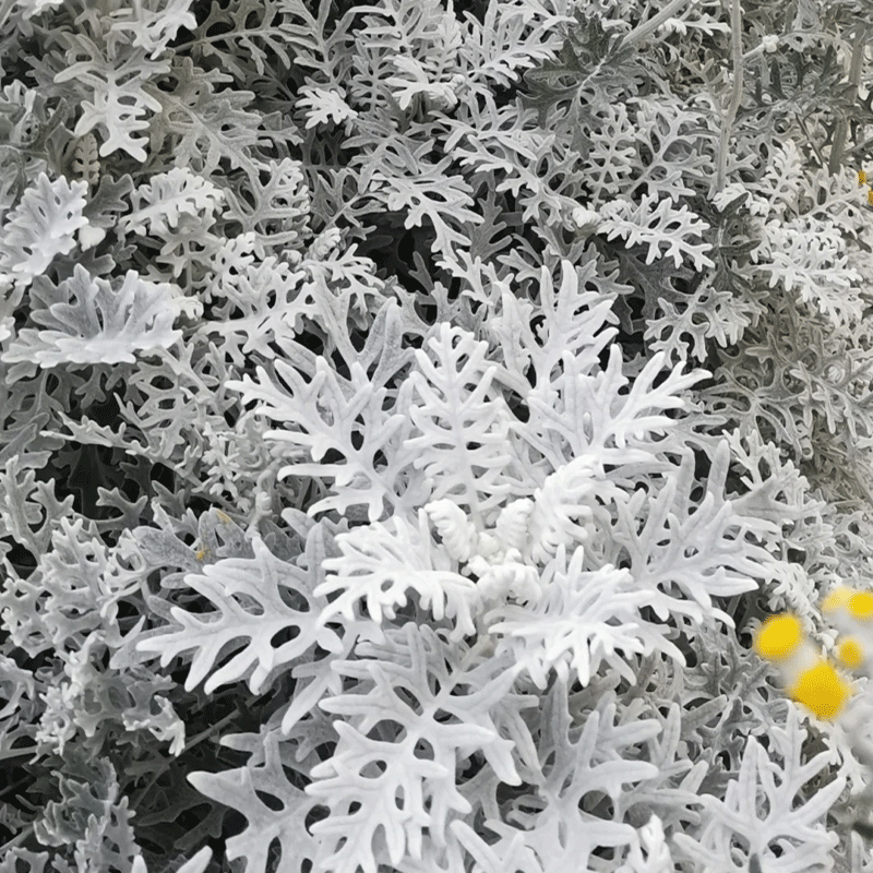Dusty-miller