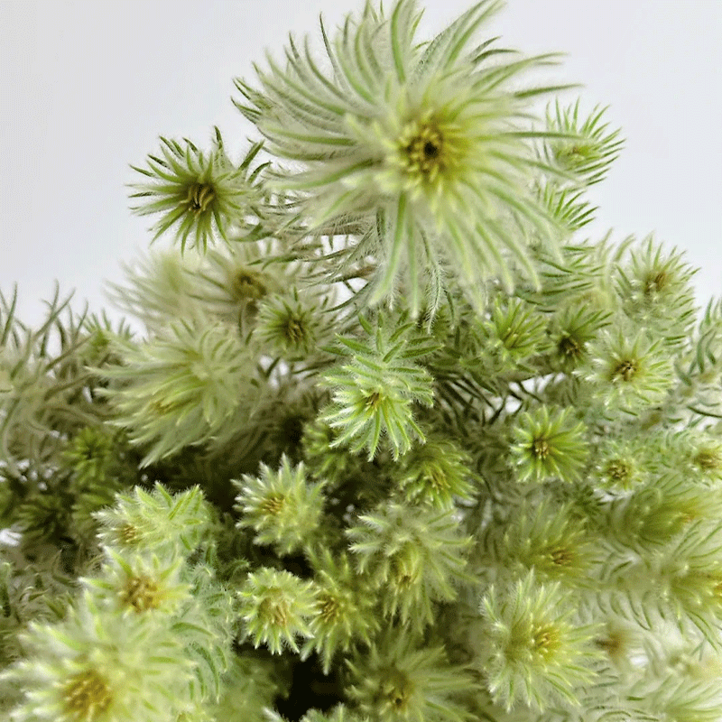 Phylica pubescens Aiton