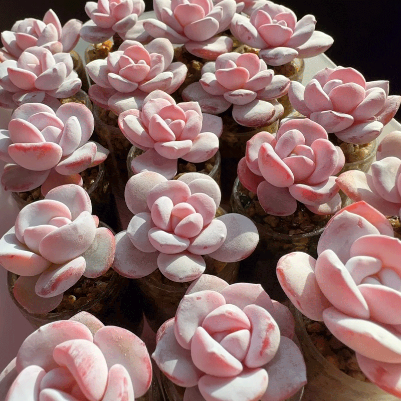 ✨Rare Succulent🪴Echeveria laui🌸50% OFF