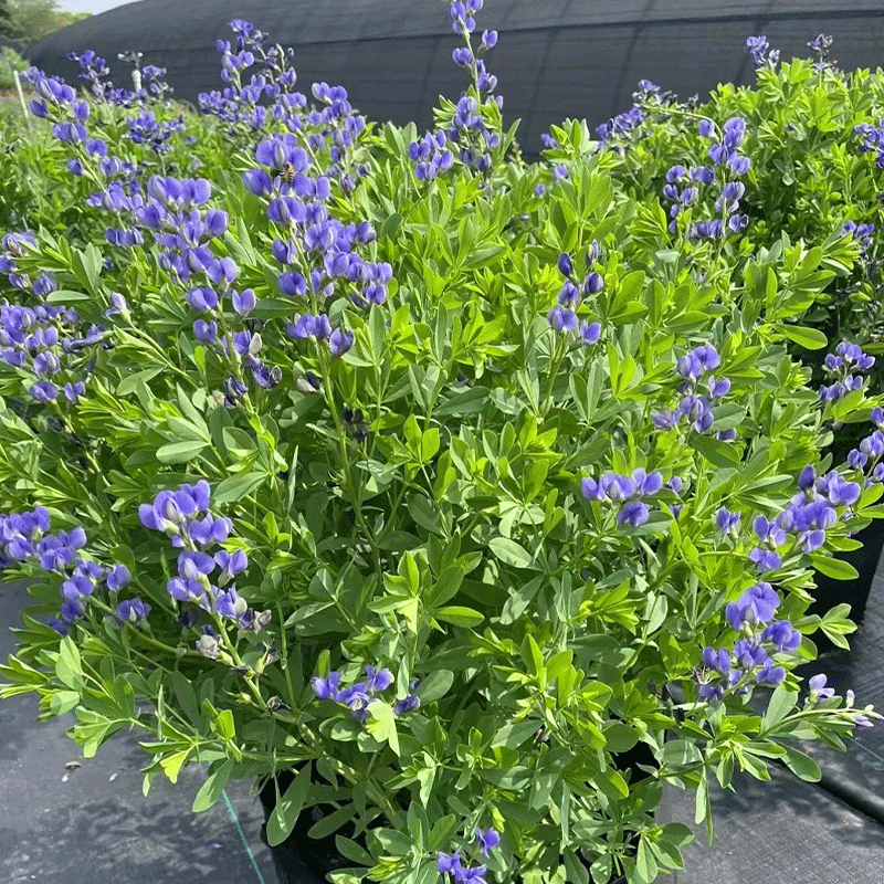 Baptisia