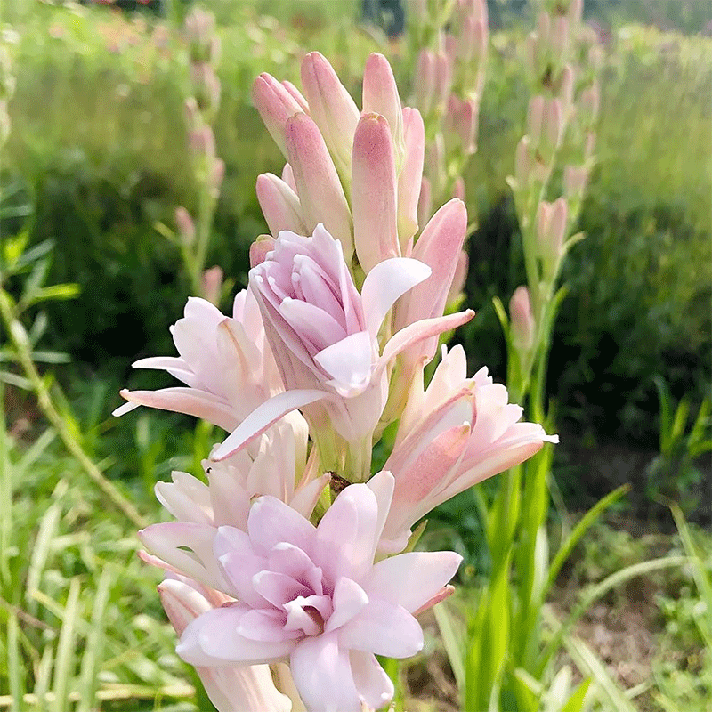 Tuberose