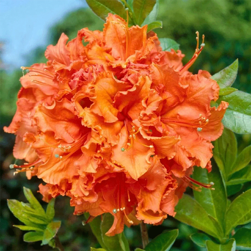 Deciduous Azalea