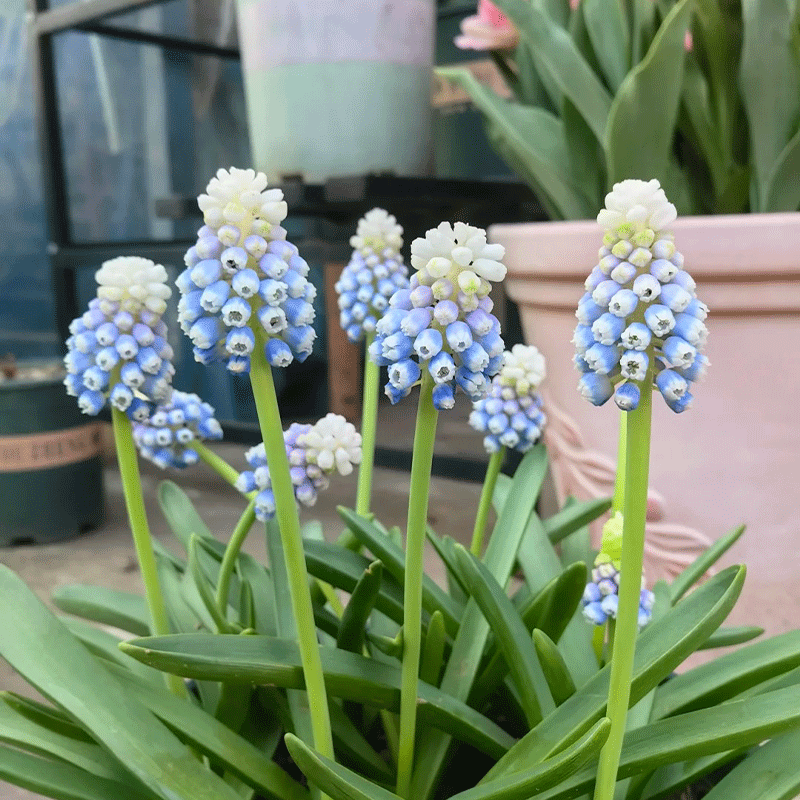 Grape-hyacinth