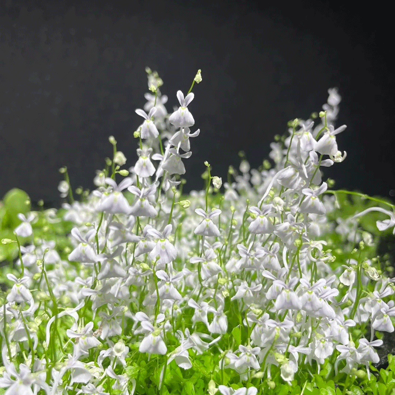 Sanderson’s bladderwort