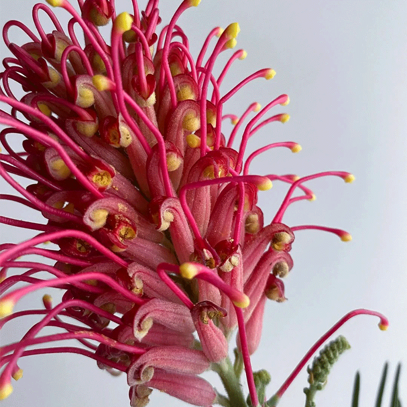 Banks' Grevillea