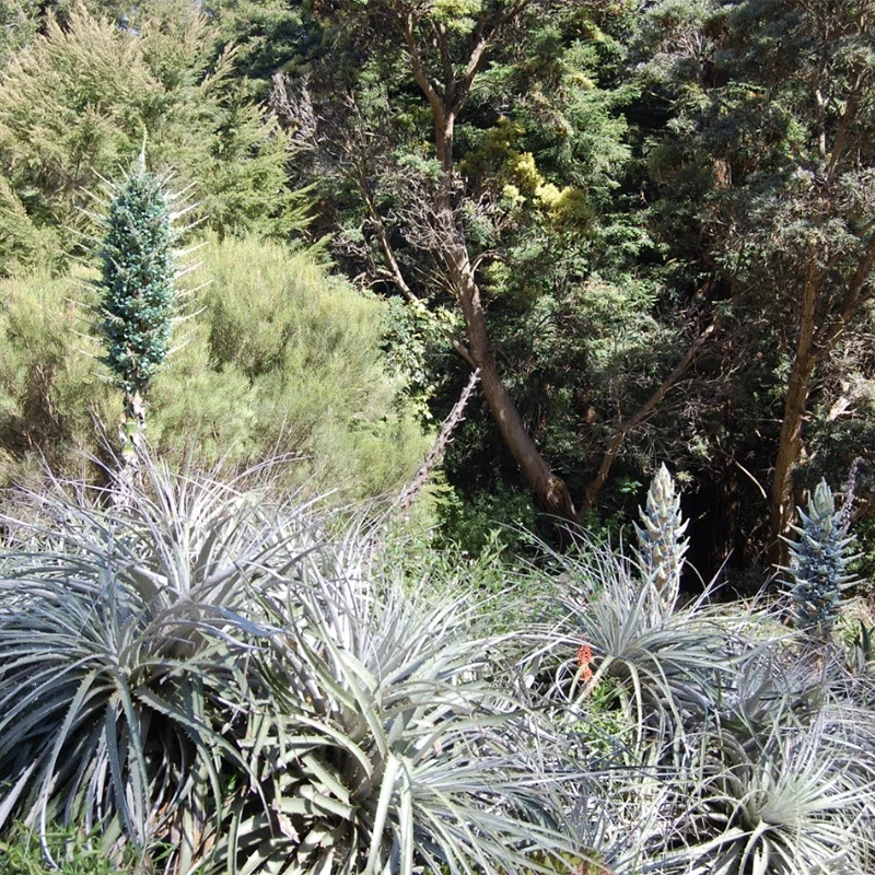 Puya alpestris