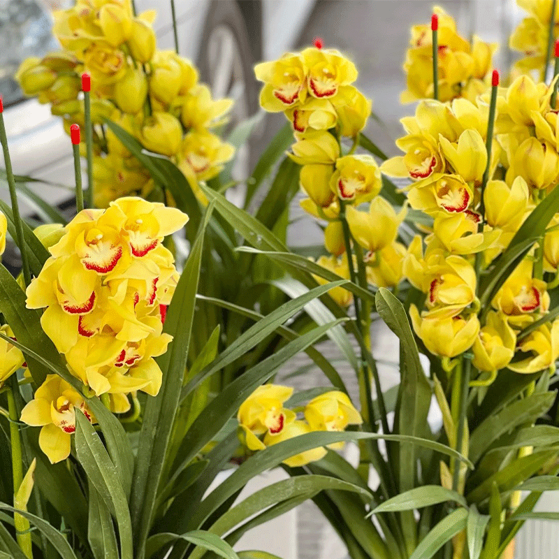 Cymbidium