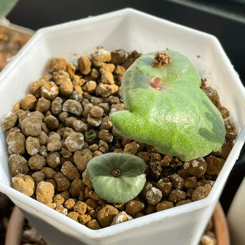 🌵Rare Crassula Umbella🍷 Wine Cup🌟50% OFF