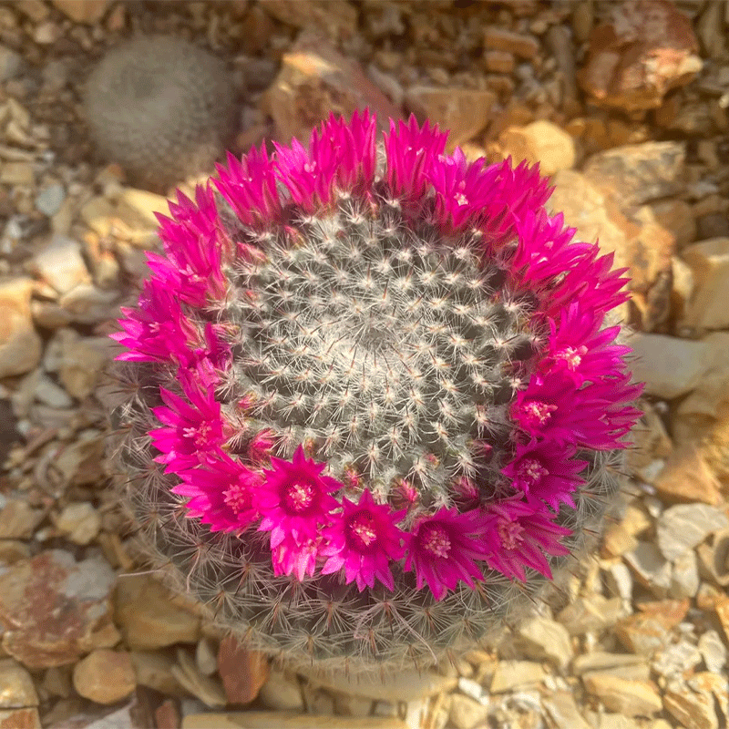 🪄Charming Cactus🌵Old-lady Pincushion🪴30% OFF🌱