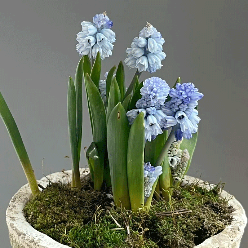 Grape-hyacinth