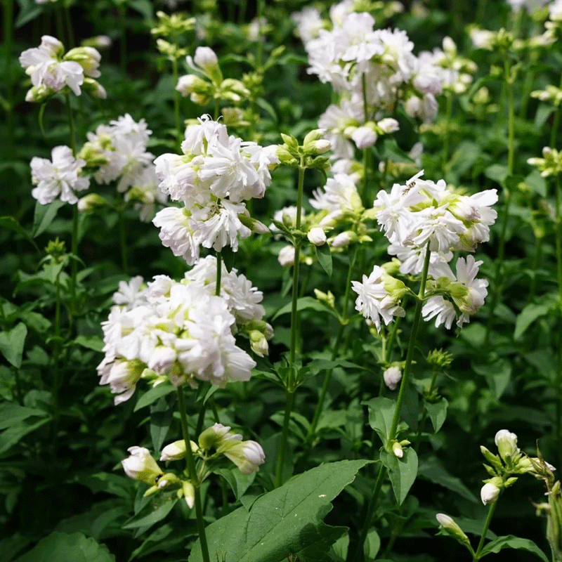 Soapwort