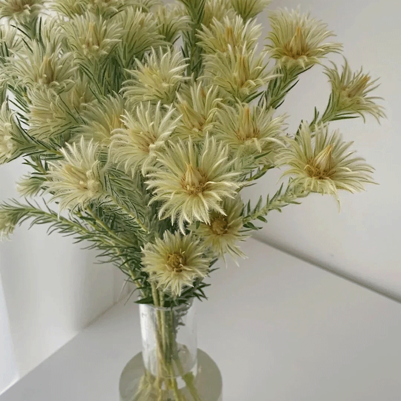 Phylica pubescens Aiton