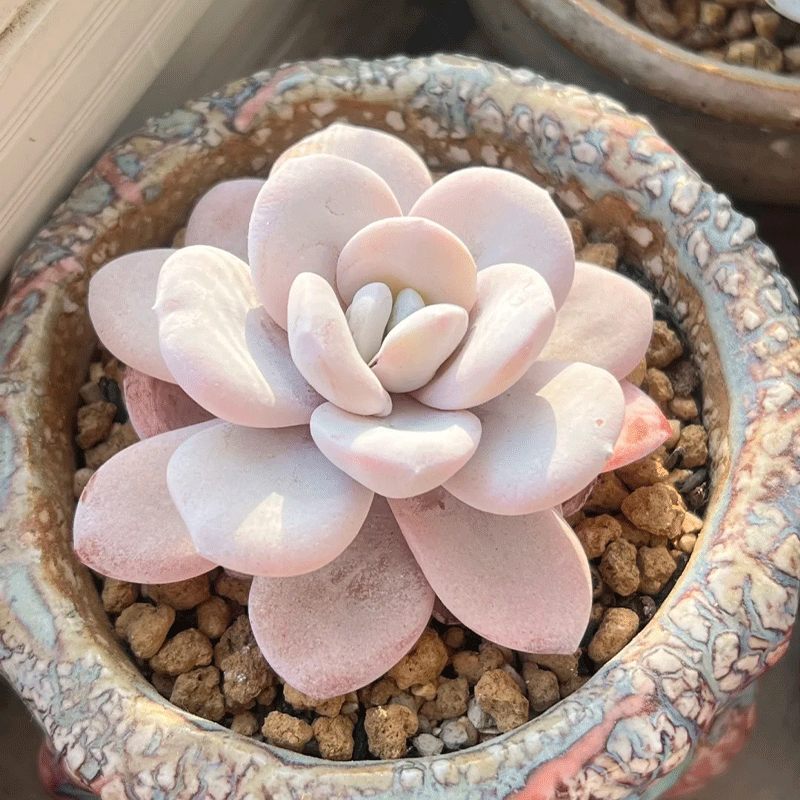 ✨Rare Succulent🪴Echeveria laui🌸50% OFF