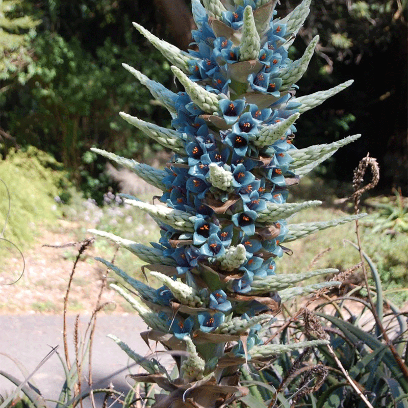Puya alpestris