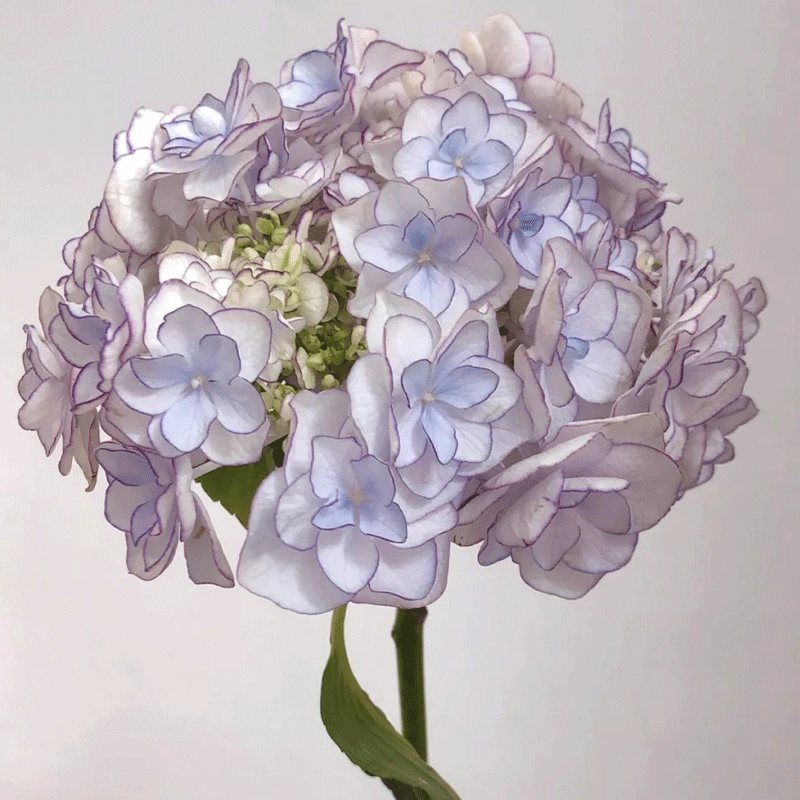 💗Colour-changing Heavy Hydrangea 🌈 Miss Keiko🌸50% OFF