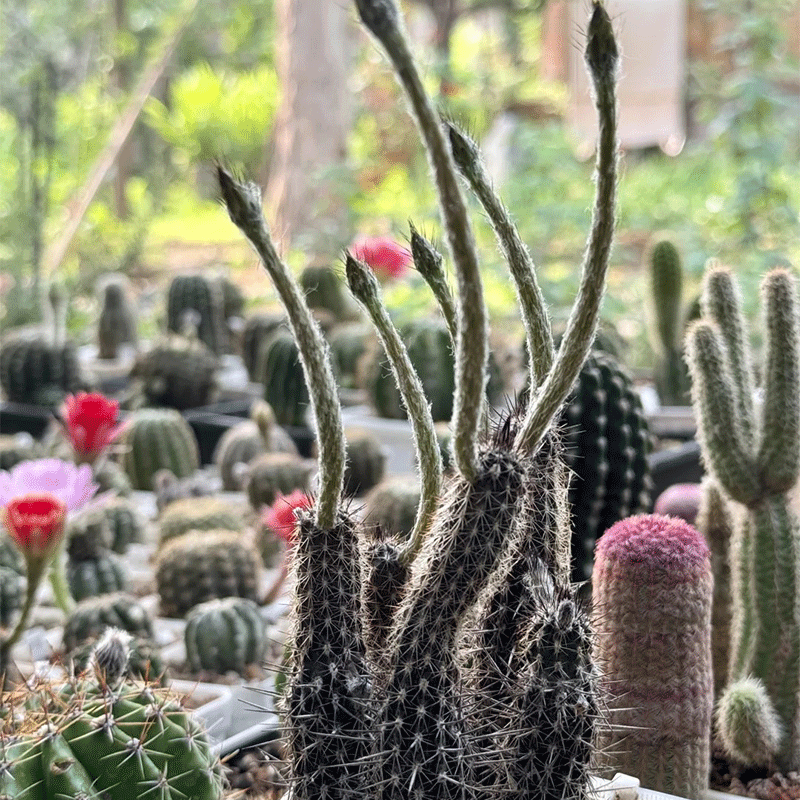 🌸Night blooming🌵Echinopsis mirabilis💗30% OFF