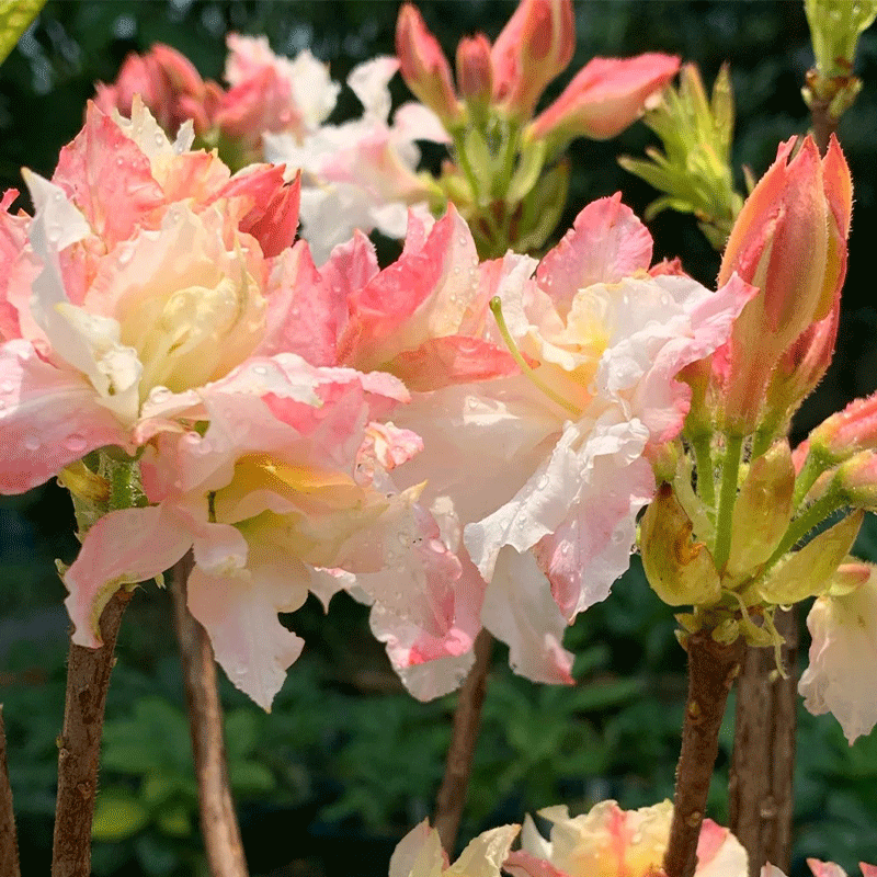 Deciduous Azalea