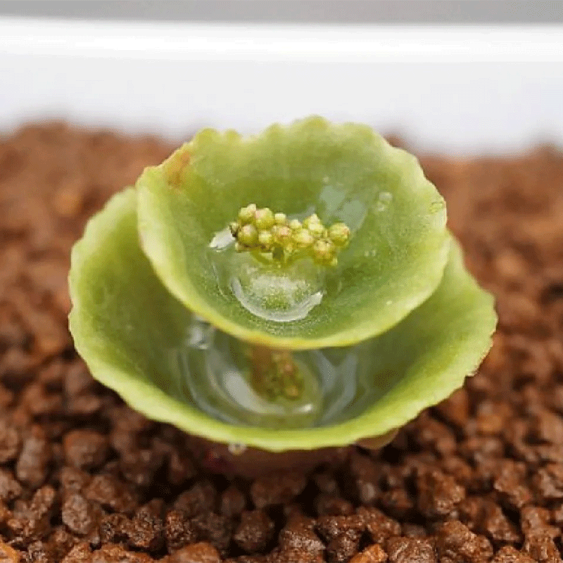 🌵Rare Crassula Umbella🍷 Wine Cup🌟50% OFF