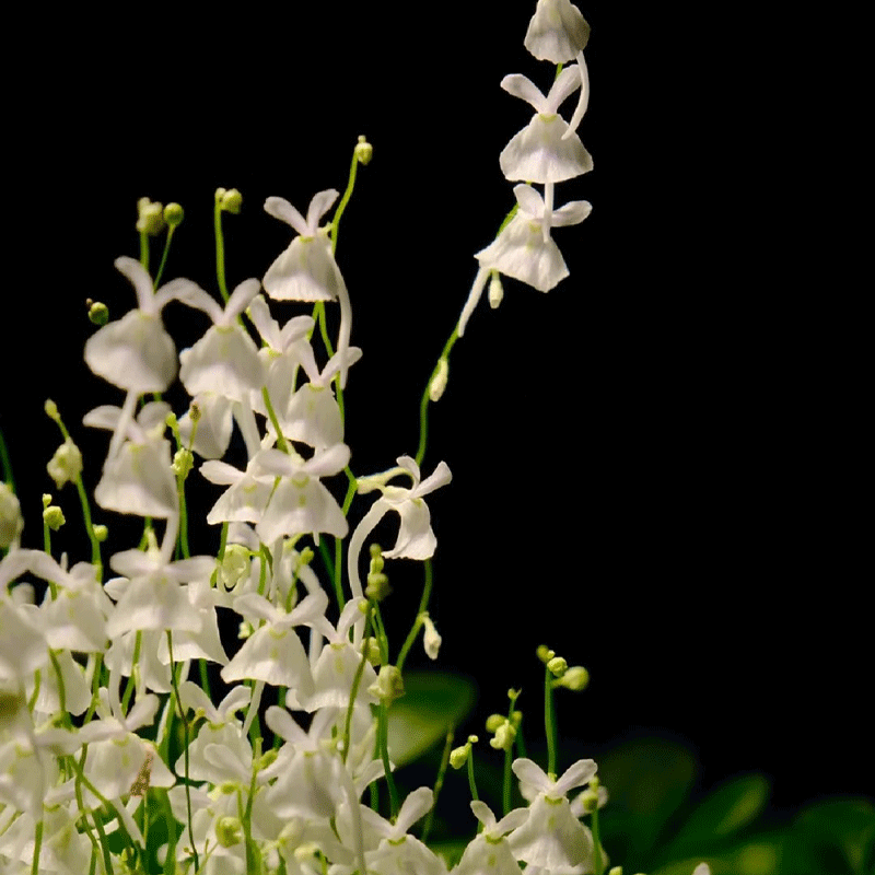 Sanderson’s bladderwort