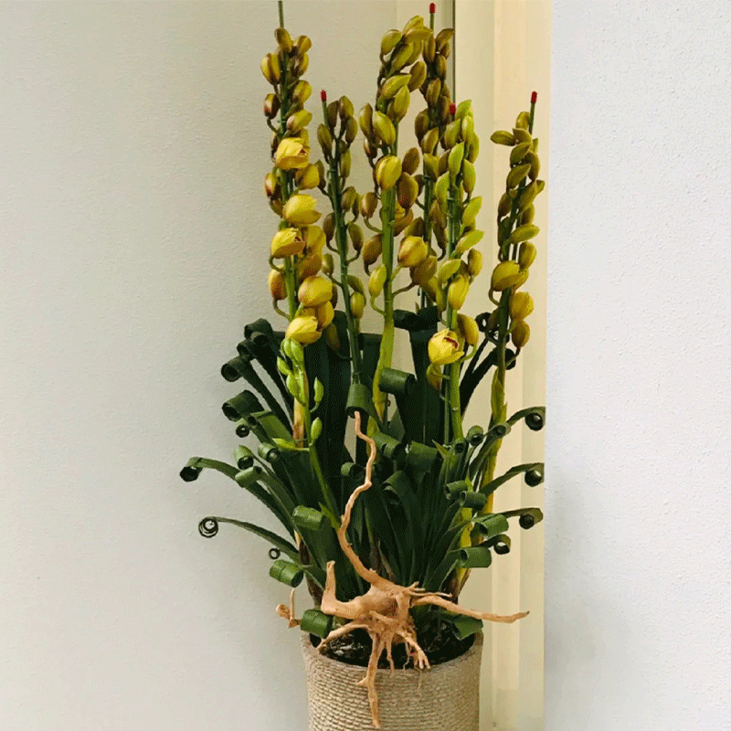 Cymbidium