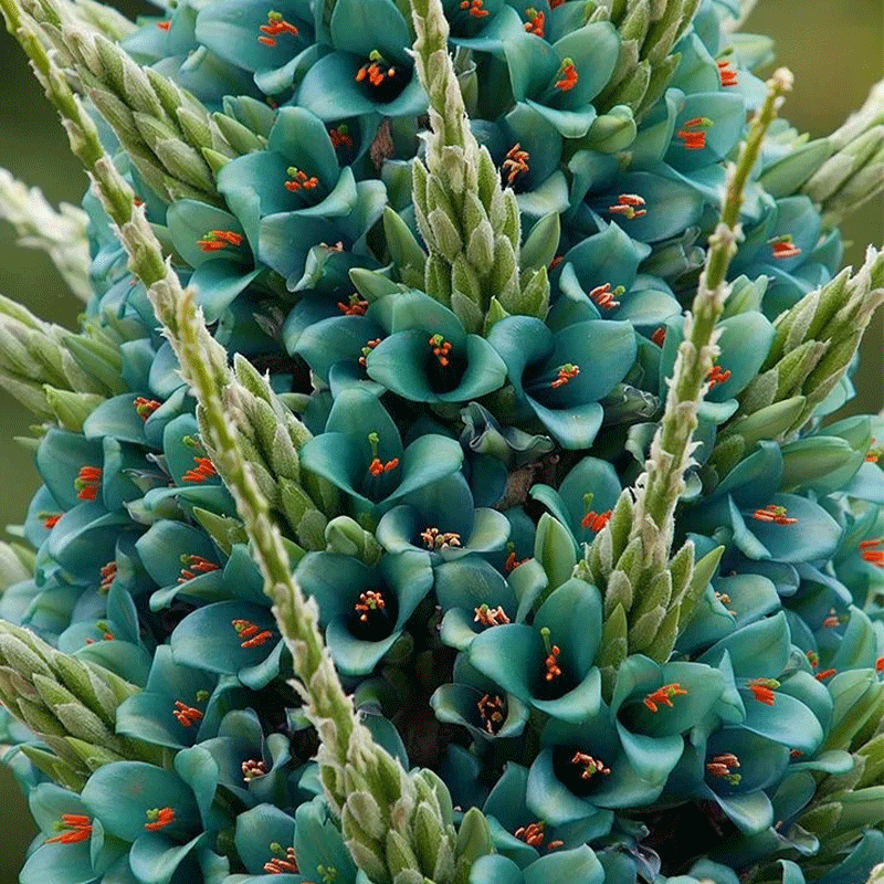 Puya alpestris