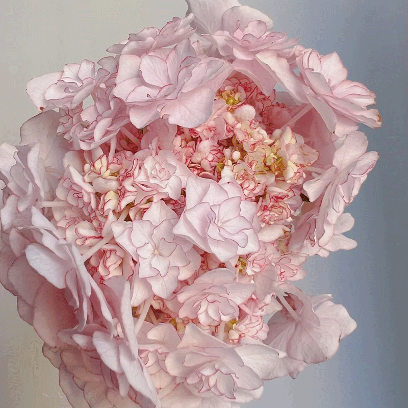 💗Colour-changing Heavy Hydrangea 🌈 Miss Keiko🌸50% OFF