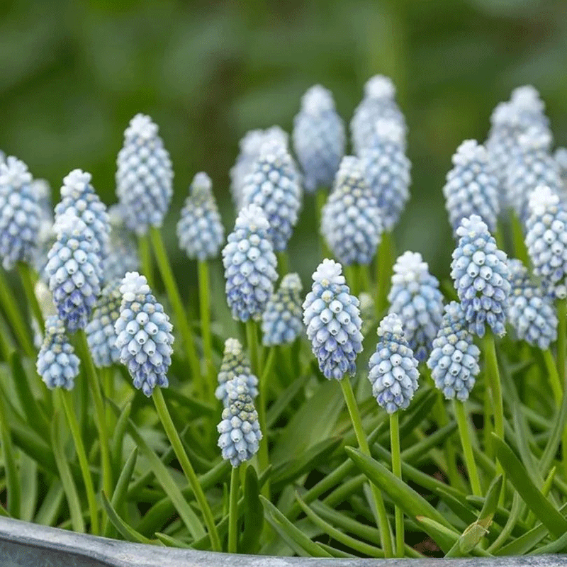 Grape-hyacinth
