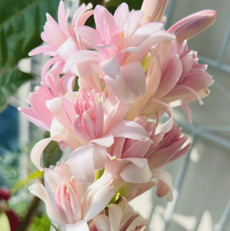 Tuberose
