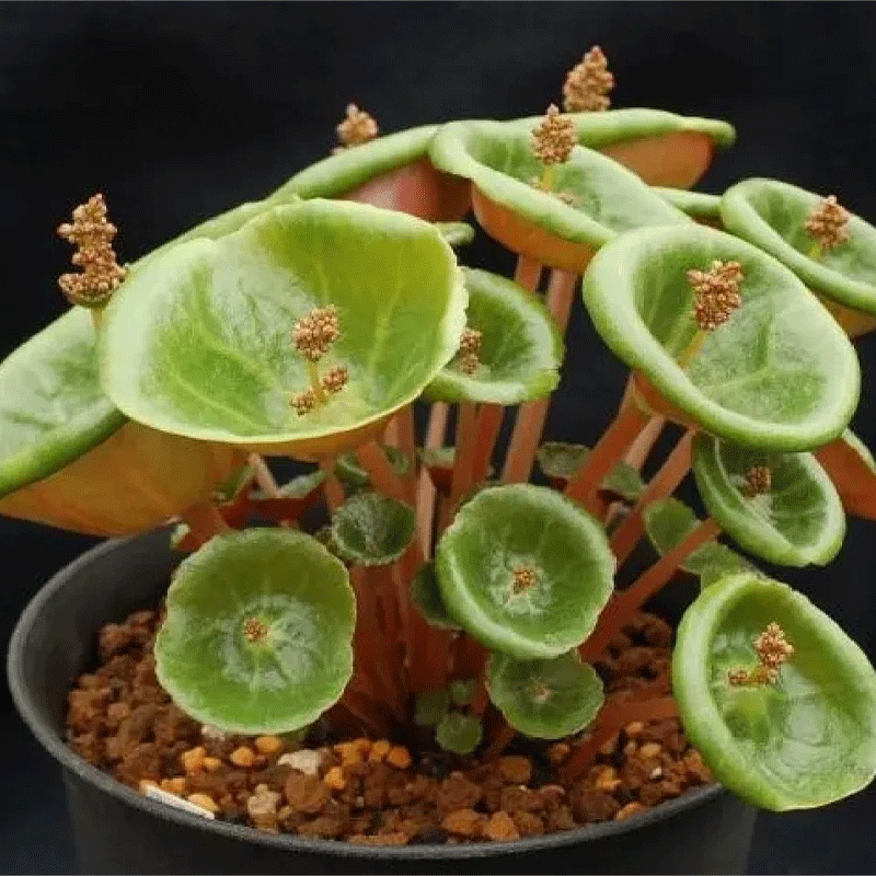 🌵Rare Crassula Umbella🍷 Wine Cup🌟50% OFF