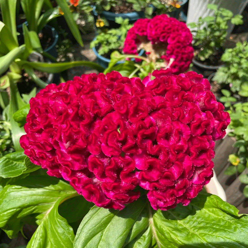 Cockscomb Flower