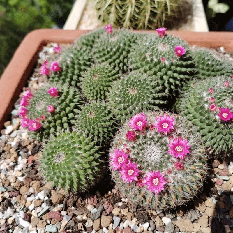 🪄Charming Cactus🌵Old-lady Pincushion🪴30% OFF🌱