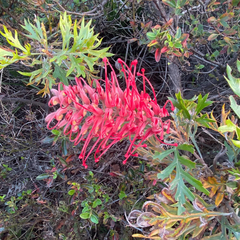 Banks' Grevillea
