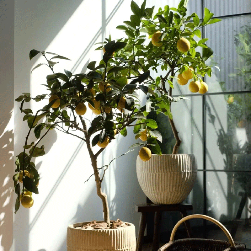 Lemon Bonsai Tree