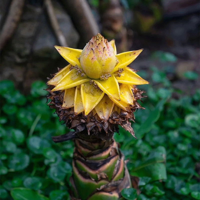 Golden Lotus Banana Seeds