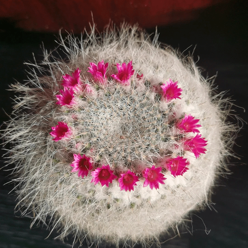 🪄Charming Cactus🌵Old-lady Pincushion🪴30% OFF🌱