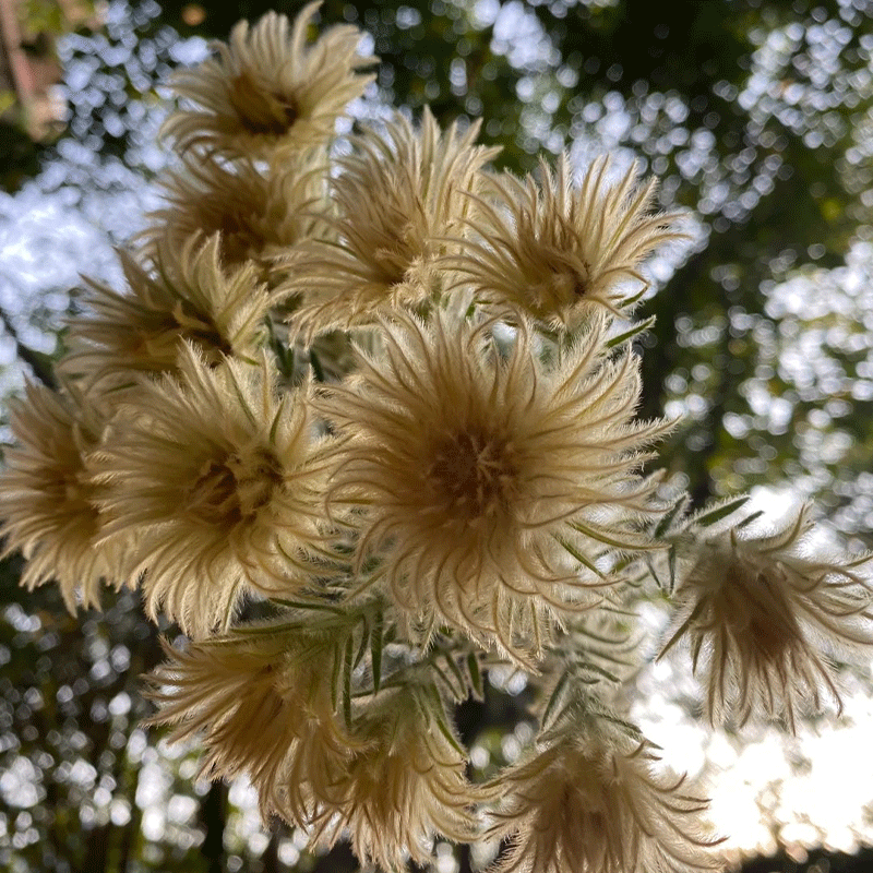 Phylica pubescens Aiton