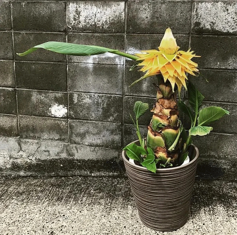 Golden Lotus Banana Seeds