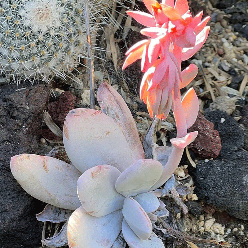 ✨Rare Succulent🪴Echeveria laui🌸50% OFF