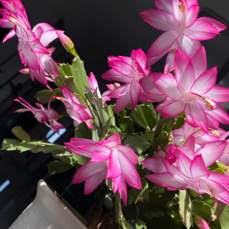 🩷 Festive Blooms🌵The Unique Thanksgiving Cactus🌺
