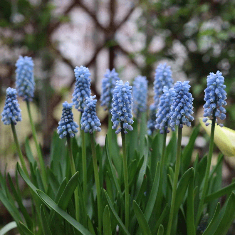 Grape-hyacinth