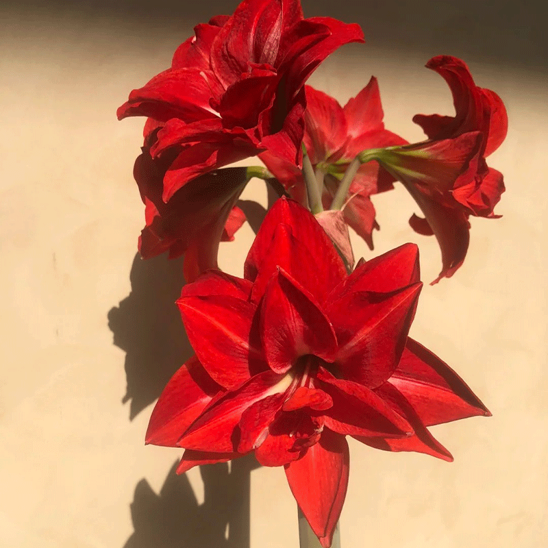 Striped Barbados lily