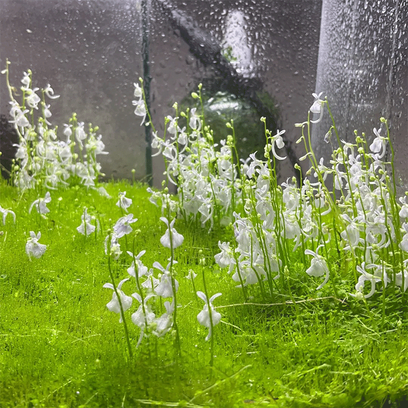 Sanderson’s bladderwort